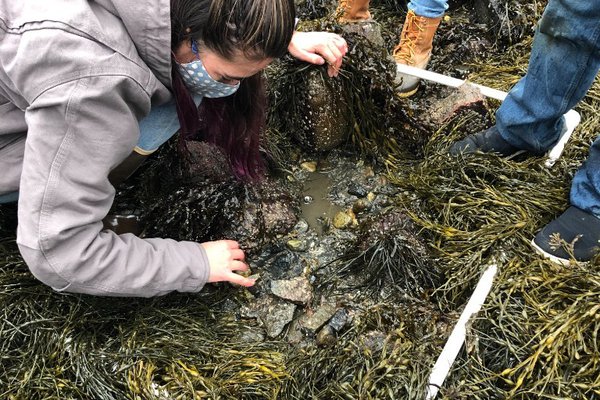 Crab monitoring